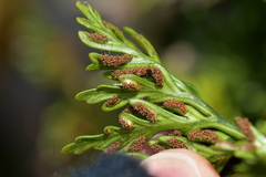 Asplenium chathamense
