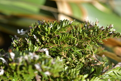 Asplenium chathamense