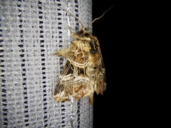 Callopistria repleta