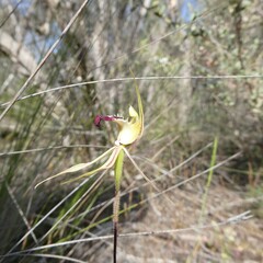 Caladenia stricta