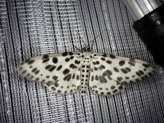 Antipercnia albinigrata