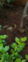 Leucauge decorata