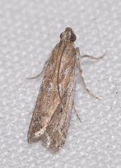 Huertasiella italogallicella