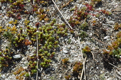 Crassula moschata