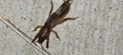 Gryllotalpa