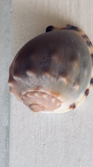 Semicassis zeylanica