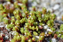 Crassula moschata