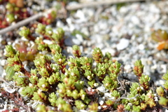 Crassula moschata