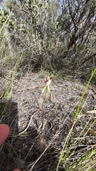 Caladenia stricta