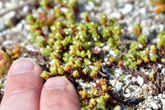 Crassula moschata