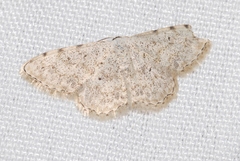Scopula submutata