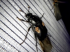 Nicrophorus concolor