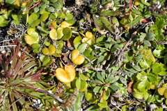 Dichondra brevifolia