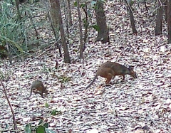 Thylogale stigmatica