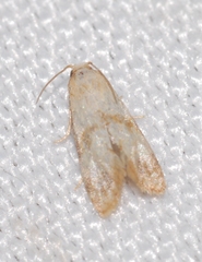 Phalonidia contractana