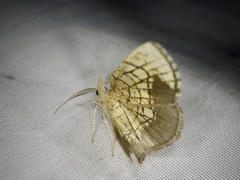 Cabera griseolimbata