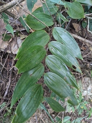 Polygonatum arisanense