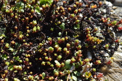 Crassula moschata