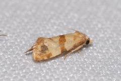 Phalonidia contractana