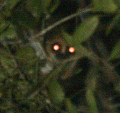 Cheirogaleus
