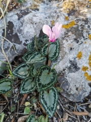 Cyclamen graecum graecum