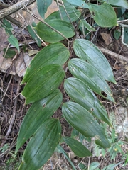 Polygonatum arisanense