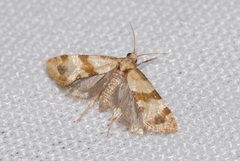 Phalonidia contractana