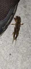 Gryllotalpa