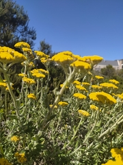 Helichrysum dasyanthum