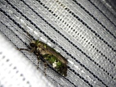 Prometopus flavicollis