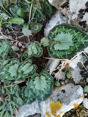 Cyclamen graecum graecum