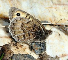 Pseudochazara hippolyte