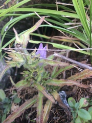 Campanula spicata