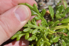 Senecio lautus