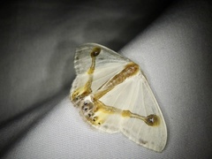 Macrocilix mysticata