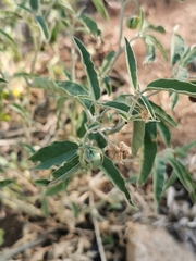 Solanum elaeagnifolium