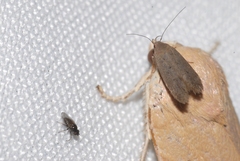 Telphusa cistiflorella