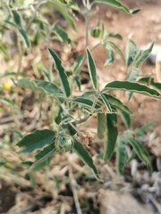 Solanum elaeagnifolium