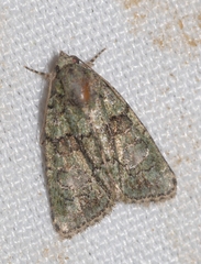 Cryphia pallida
