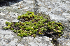 Veronica chathamica