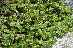 Veronica chathamica
