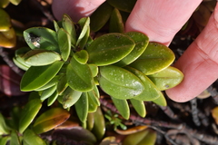 Veronica chathamica