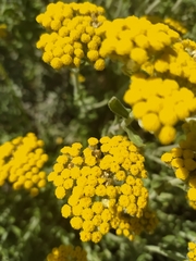 Helichrysum dasyanthum