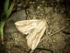 Mythimna salebrosa