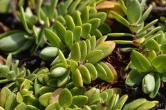 Veronica chathamica