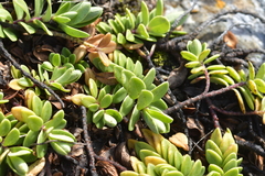 Veronica chathamica