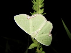 Comibaena procumbaria