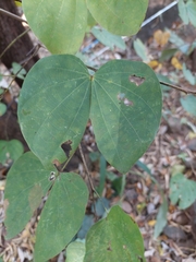 Bauhinia