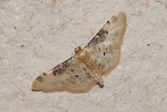 Idaea filicata