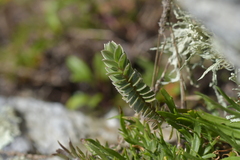 Pimelea villosa